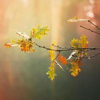 Baum braune Blätter in der Herbstsaison