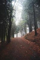 Straße im Wald in der Herbstsaison foto