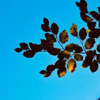 grüne Baumblätter und blauer Himmel foto