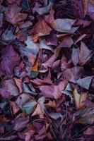 mehrfarbige trockene Blätter am Boden foto