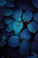 Strukturierter Hintergrund der blauen Pflanzenblätter foto