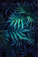 Strukturierter Hintergrund der blauen Pflanzenblätter foto