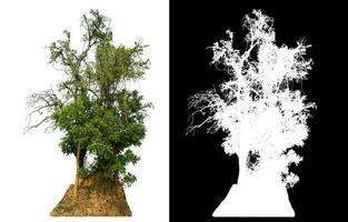 isoliert Single Grün Baum mit Ausschnitt Pfad und Alpha Kanal auf schwarz Hintergrund. foto