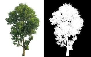 Single Baum mit Ausschnitt Pfad und Alpha Kanal auf schwarz Hintergrund. foto