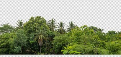 Grün Bäume isoliert auf transparent Hintergrund Wald und Sommer- Laub zum beide drucken und Netz mit Schnitt Pfad und Alpha Kanal foto