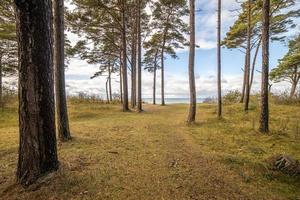 Ostsee-Kiefernwald in Litauen Regionalpark am Meer an der Ostseeküste foto
