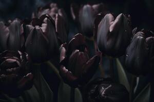 schwarz Tulpen auf schwarz Hintergrund. minimalistisch zeitgenössisch Bündel von elegant Frühling Blumen. ai generiert Bild. foto