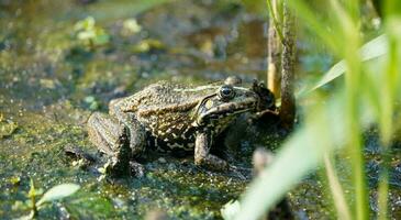 Frosch. groß Frosch im das Sumpf. Frosch im das Teich. wild Tiere. foto