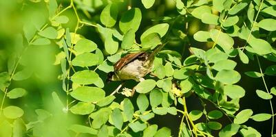 wenig Spatz auf das Ast. Spatz auf das Baum. foto