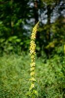 lange Gelb Blume wachsend im das Garten. foto