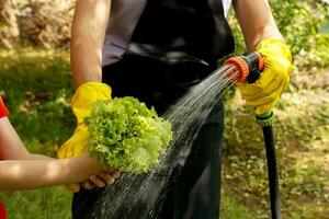 Mutter und Tochter waschen gezupft Grüner Salat Blätter mit Wasser von ein Bewässerung Schlauch auf ein sonnig Sommer- Tag foto