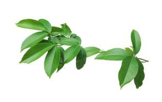 frisch Zweig mit Grün Blätter isoliert auf Weiß Hintergrund. foto