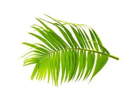 Palme Blatt isoliert auf Weiß Hintergrund. foto