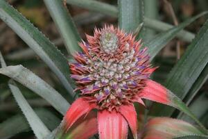 schön jung Ananas im das Garten. schließen Aussicht foto