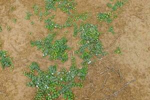 Sand Boden und Gras Textur foto