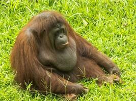 Orang-Utans sind Sitzung entspannt auf das Gras foto