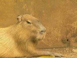 Capybara Sitzung im Käfig mit schließen oben foto