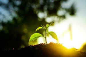 Sämling sind wachsend im das Boden mit Hintergrund von das Sonnenlicht. Pflanzen Bäume zu reduzieren global Erwärmen. foto