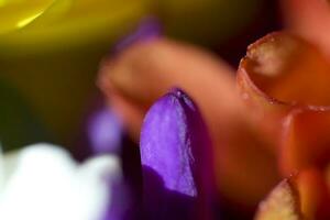 bunt zart Herbst Blumen im ein groß Nahansicht im das warm Sonnenschein foto