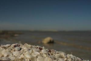 weiße Muscheln am Strand foto