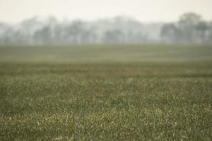 Feld mit jungem Weizen und Nebel über dem Feld foto