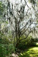 Magnolie Plantage Aussicht foto