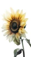 Aquarell Sonnenblume auf transparent Hintergrund. generativ ai. foto