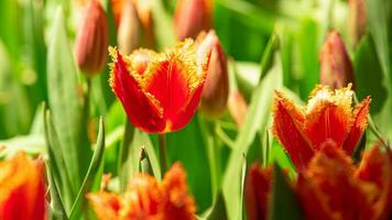 Blüten im blühen ein atemberaubend Vitrine von Park Garten Blumen foto