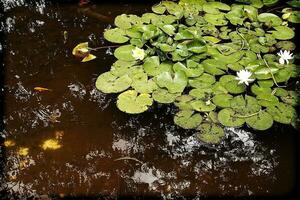 Weiß Blumen Wasser Lilien wachsend unter Grün Blätter im ein Garten Teich foto