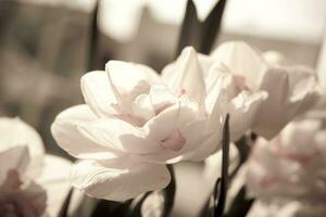 Nahansicht von Frühling Gelb Narzisse Blume auf Licht Hintergrund foto