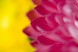 bunt zart Herbst Blumen im ein groß Nahansicht im das warm Sonnenschein foto