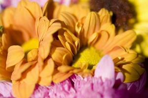 bunt zart Herbst Blumen im ein groß Nahansicht im das warm Sonnenschein foto