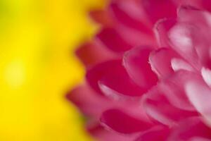 bunt zart Herbst Blumen im ein groß Nahansicht im das warm Sonnenschein foto