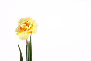Frühling Gelb Narzisse Blume isoliert Weiß Hintergrund Hintergrund im Nahansicht foto