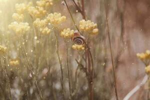 Sommer- Sonnenbrand Wiese im warm Sonne im Spanien foto