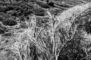 interessant Original Pflanze wachsend auf das Pisten von das teide Vulkan auf das Spanisch Kanarienvogel Insel Tenerife im Nahansicht auf ein warm Sommer- Tag foto