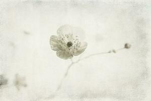 klein Original zart kostenlos Feld Blumen auf ein Licht Hintergrund foto
