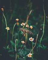 brauner Schmetterling auf Blume foto