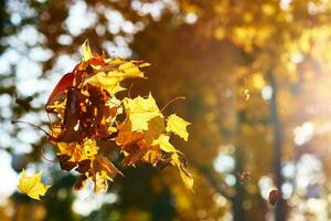 fallen Ahorn Herbst Blätter im Park foto