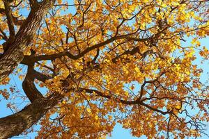 Herbst Baum mit ein golden Blätter gegen Blau Himmel foto