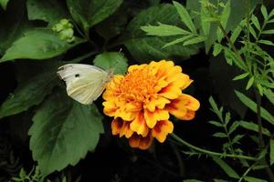 weißer Schmetterling sitzt auf einer ringelgelben Blume