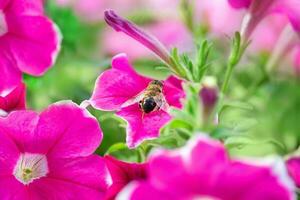 Biene sitzt auf Blume und sammelt Pollen. groß lila Petunie Blumen. Garting, Bestäubung, Natur. Makro foto