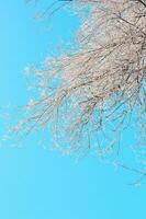 weißer Zweig des Baumes im Raureif hinter dem Himmel. Winter. vertikal. Platz kopieren foto