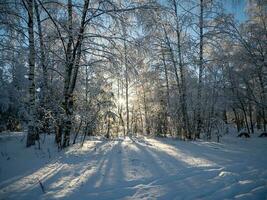 Winter im das Park. Winter Landschaft. das Schnee auf das Geäst von Bäume. das Straße Das geht in das Entfernung foto