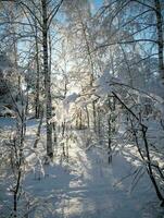 Winter im das Park. Winter Landschaft. das Schnee auf das Geäst von Bäume. das Straße Das geht in das Entfernung foto