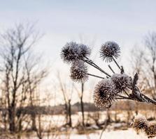 die Winterpflanzen meines Landes foto