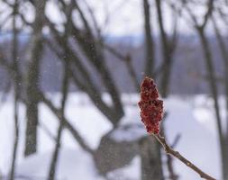 die Frucht des Hirschhorn-Sumachs foto