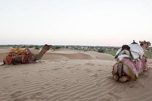 Kamele in der Wüste bei Jaisalmer, Rajasthan, Indien foto