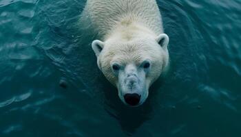 majestätisch Arktis Säugetier Schwimmen im still Blau Wasser, suchen beim Kamera generiert durch ai foto