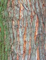 Ahorn Rinde Nahansicht. das Latein Name ist acer Zucker. acer Fass Textur. Hintergrund von Leben Holz. Haut von das Wald Natur. foto